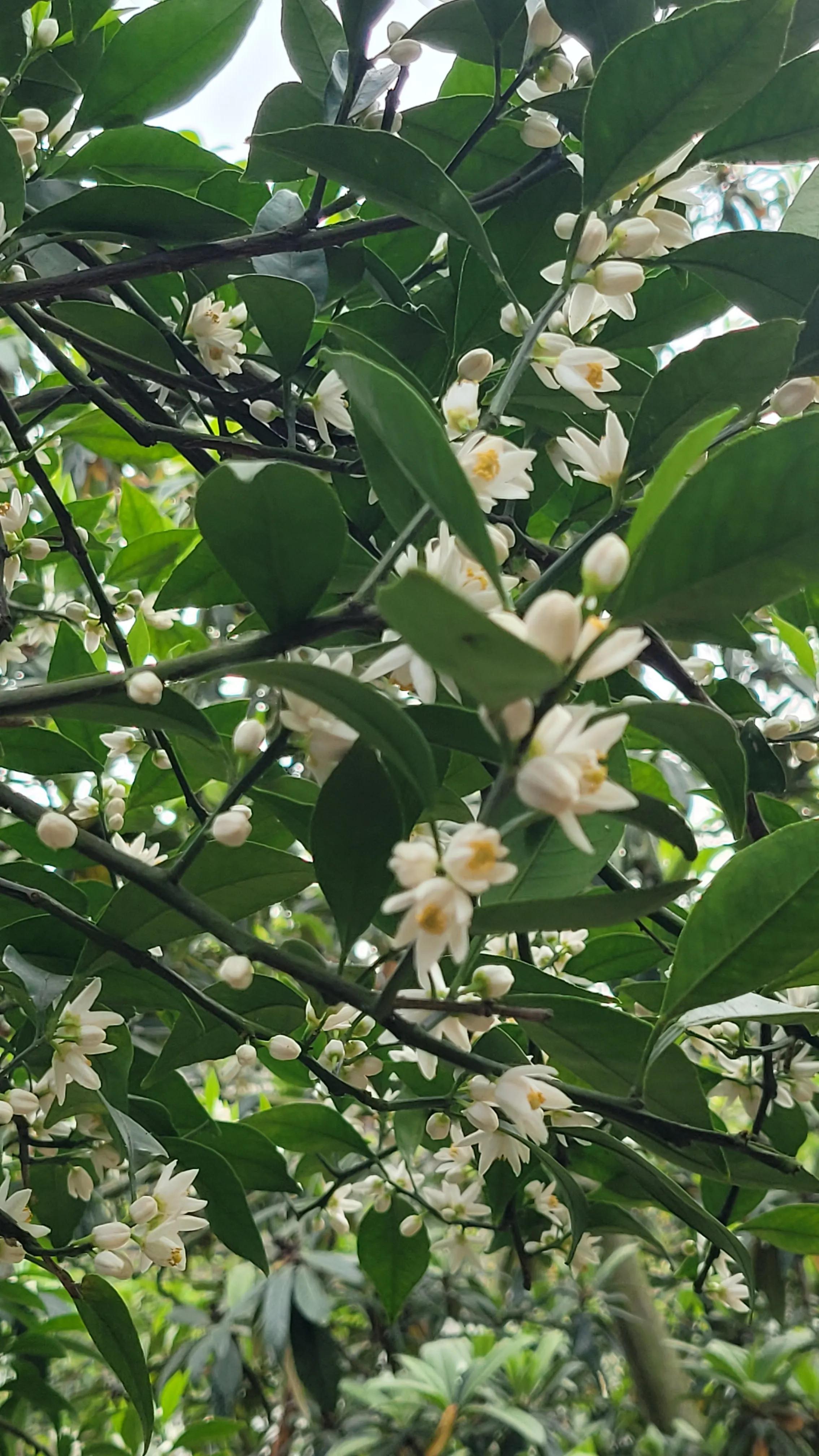 东山杨湾古村看杏叶,东山杨湾古村怎么进去