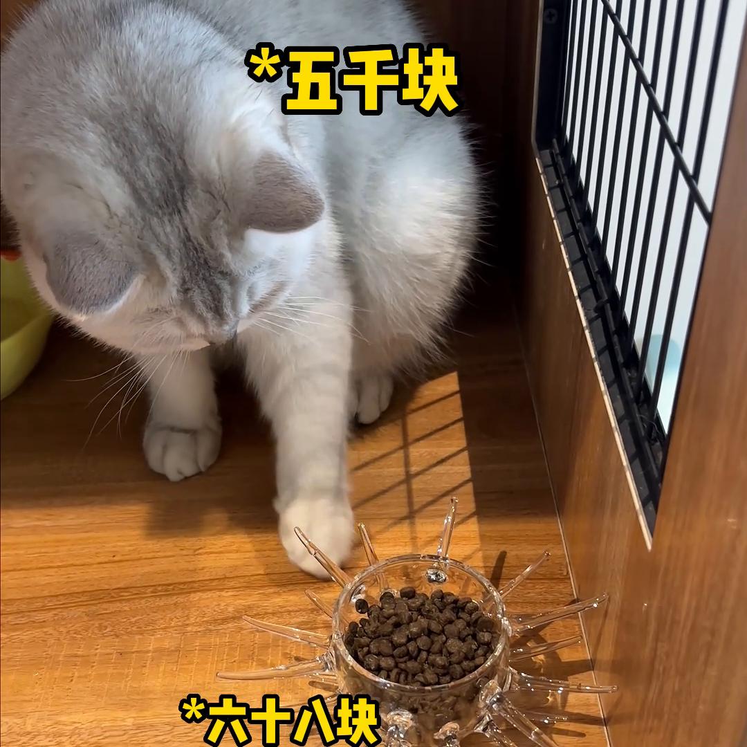 鍙堜拱鐩茬洅鍙堝紑鐩茬洅,绌虹┖鏃ヨ鐩樺瓙鐩茬洅