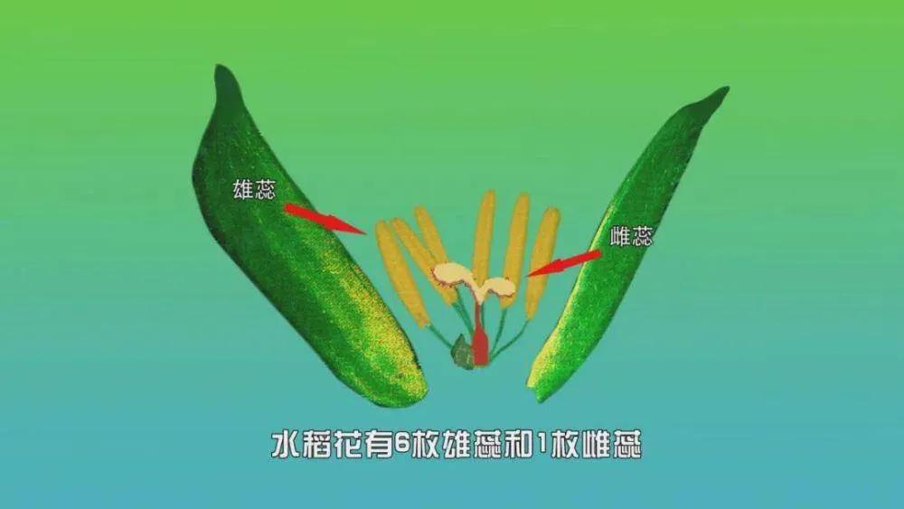 为啥超市里没有杂交水稻卖,为什么超市买不到米酒