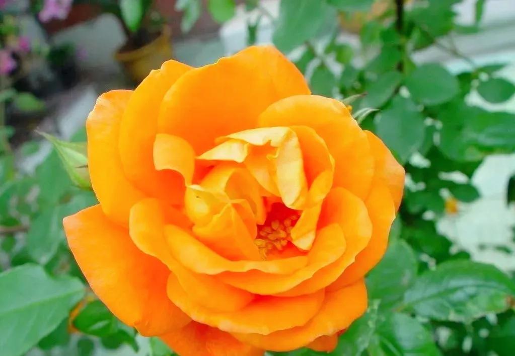 我爱月季花歌曲,我爱月季花300字