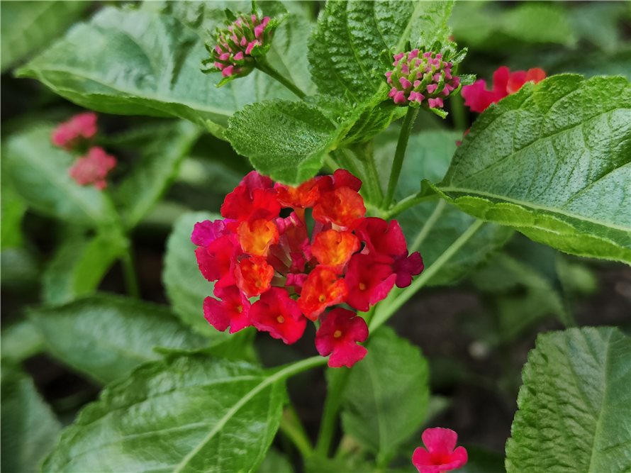 真我gt2大师探索版小白评测,真我gt2大师探索版测评优缺点