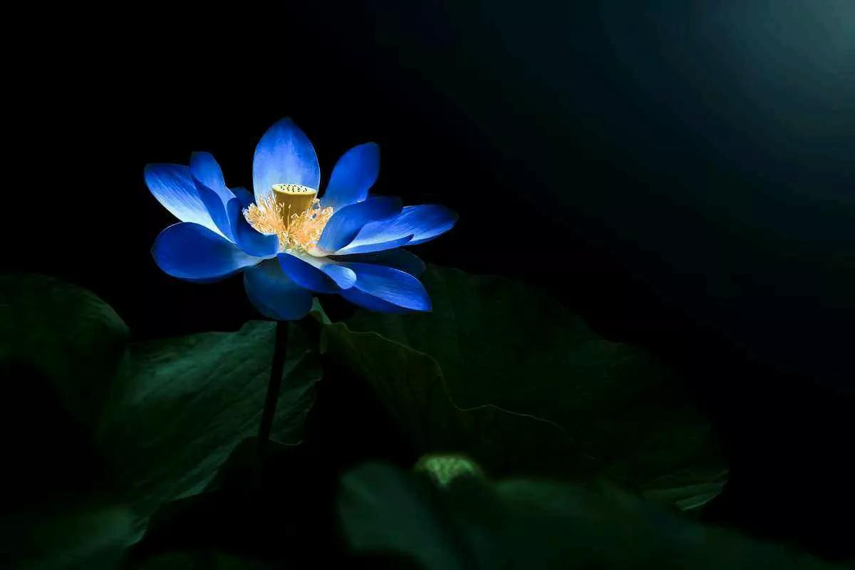 房子成了法拍房还欠银行钱吗,房子成法拍房了能拿回本金吗