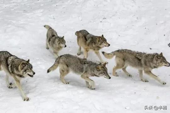 狼这种动物的特性是什么,世界十大可怕动物狼
