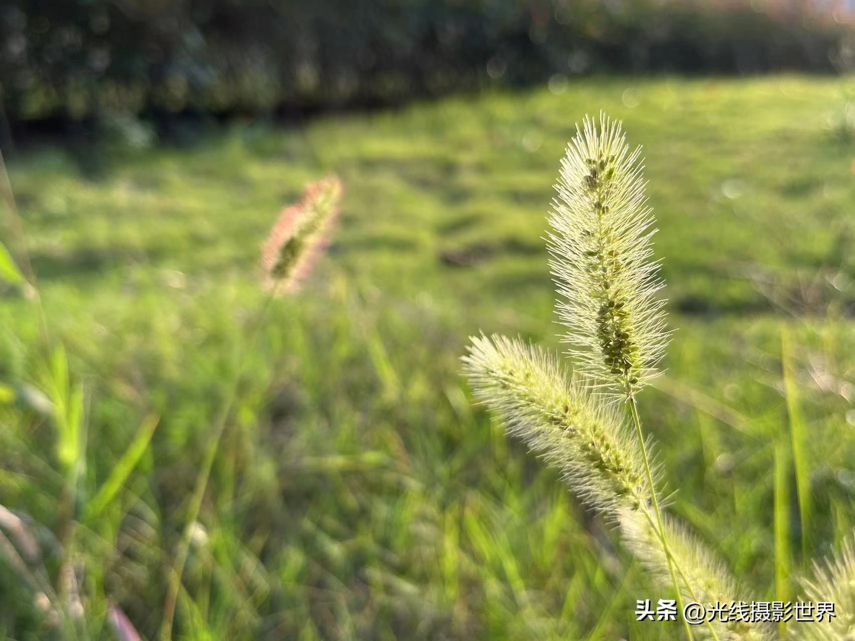 花博园露营详细攻略,重庆森林露营地推荐