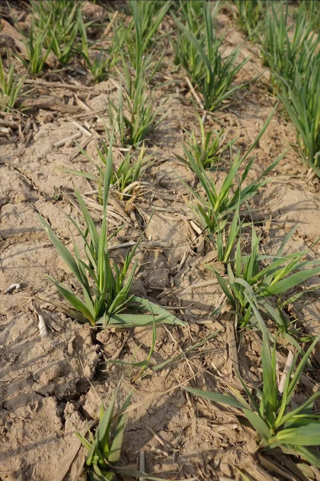 秸秆还田对土地危害大能焚烧吗,秸秆焚烧还田有什么危害