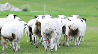 吃羊尾油真实反应,吃了羊尾油会从屁股流出来吗