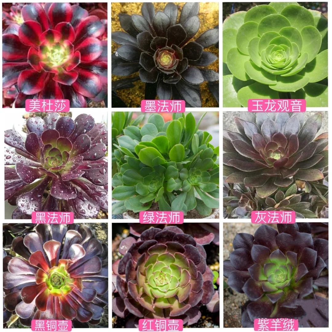 最好看又最好养的多肉 (有哪些多肉既有颜值又比较好养)