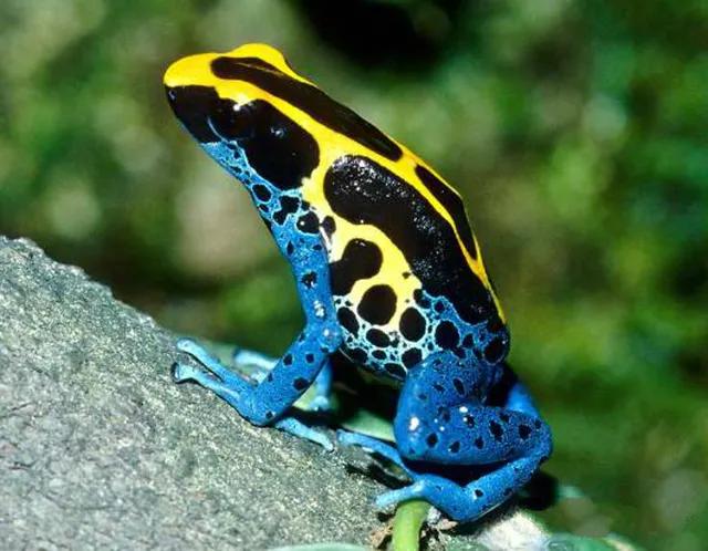 亚马逊河流域动物战斗力大比拼,亚马逊河流观赏鱼实力