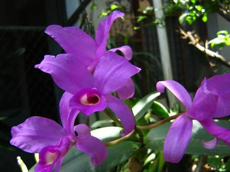 国色天香秀色可餐的美女 (秀色可餐与国色天香)