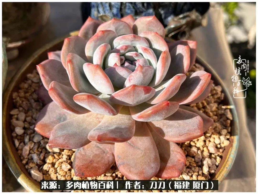 多肉夏季不好养品种有哪些,高花盆为什么养不好多肉