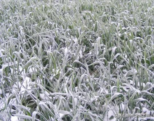 2022年的年景预测,预测2022年什么年景