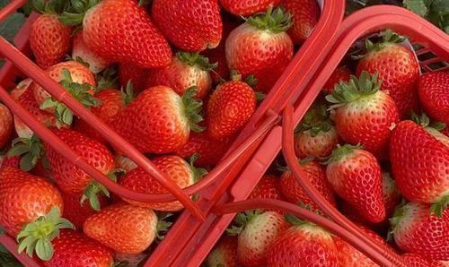 日本草莓对比丹东草莓,大凉山草莓和丹东草莓哪个好吃