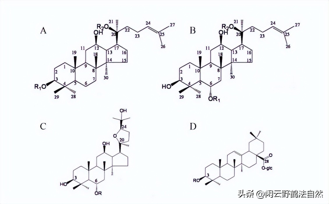 西洋参养生茶提高免疫力,西洋参可以调整免疫系统