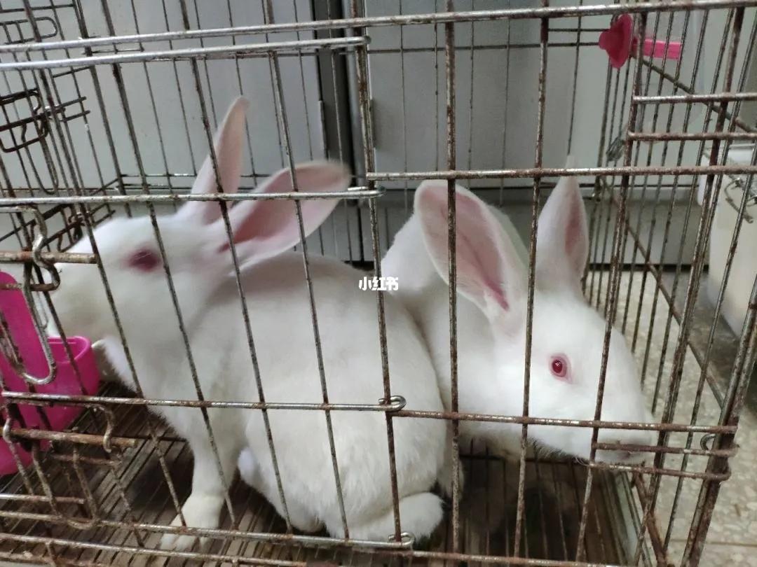 回忆小学生活的资料,回忆小学生活叙事文