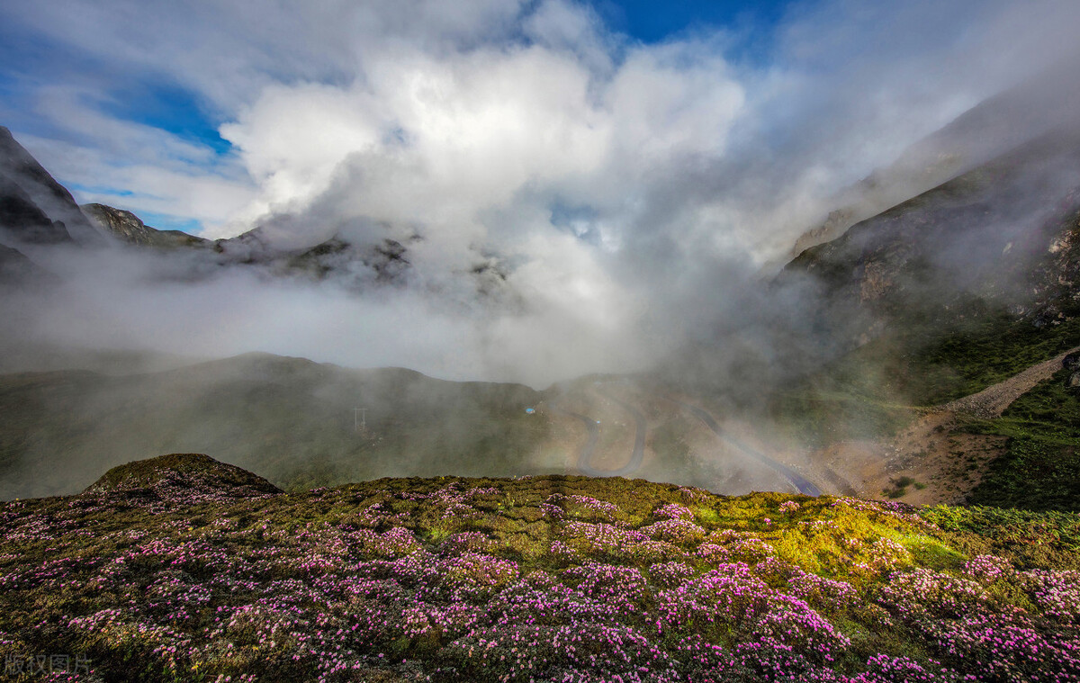 云南最高海拔的茶叶,海拔最高的茶叶产地在哪里