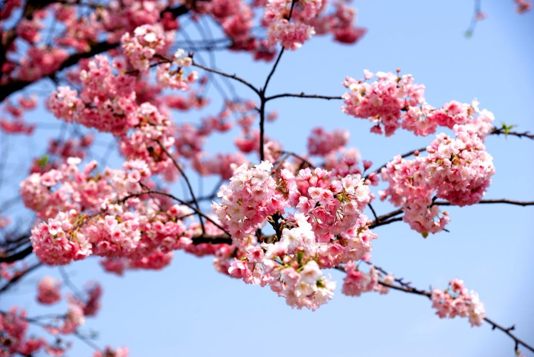 世界级的赏樱花的地方原来在这里,赏樱花的地方都在哪里