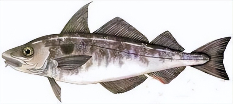 海洋动物体内的原肌球蛋白含量，是否会引起人体食物过敏？