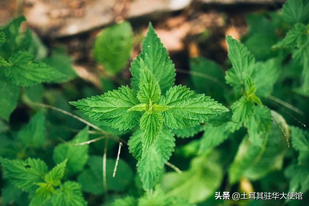 土耳其吃什么水果好,随季节变化而多吃应季食品