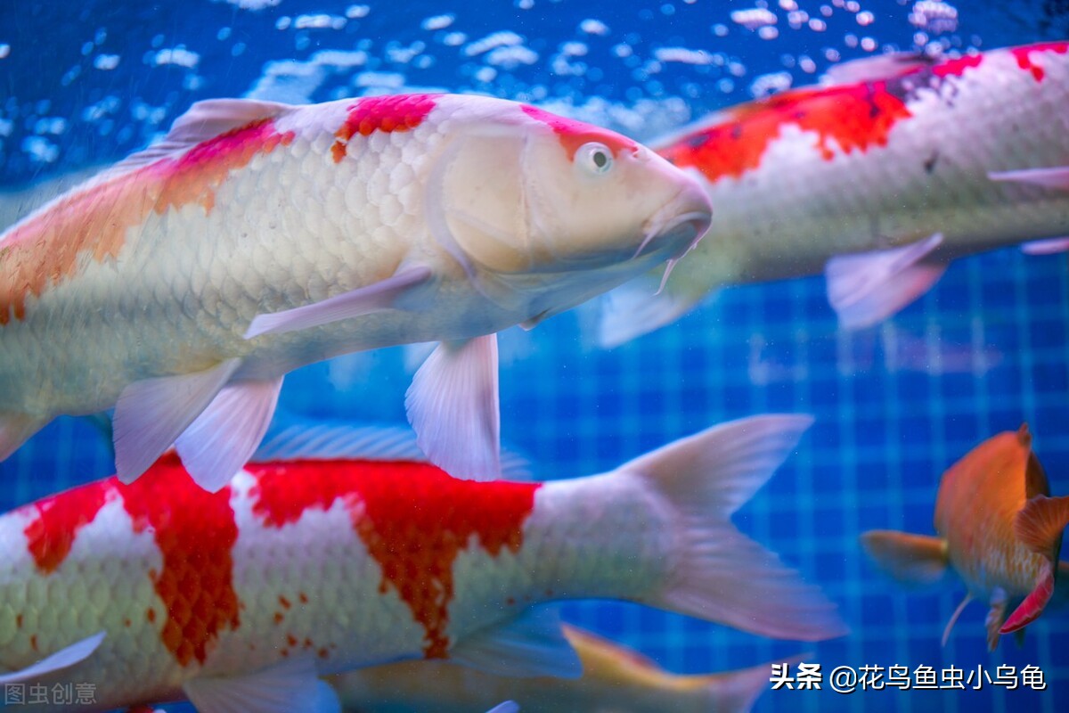 锦鲤怎么养技巧和方法,新手锦鲤怎么养才能活