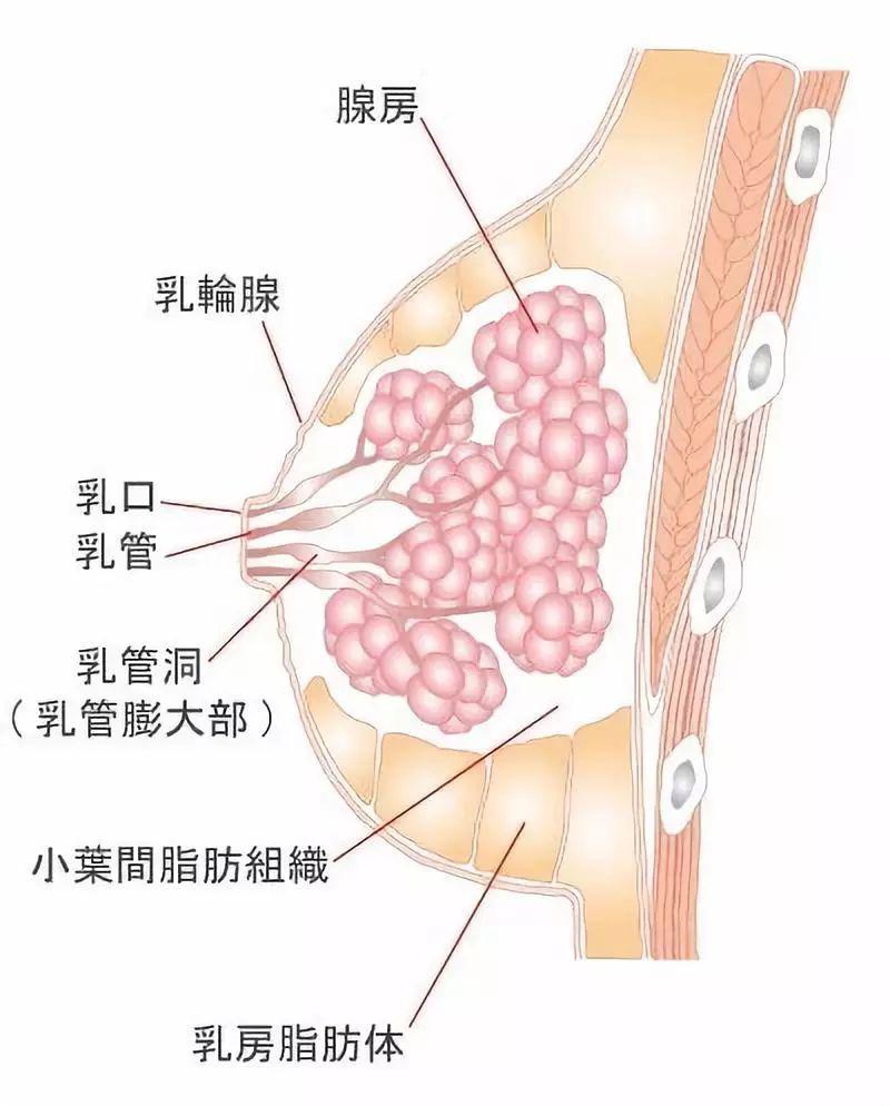 被捏碎乳腺的女人