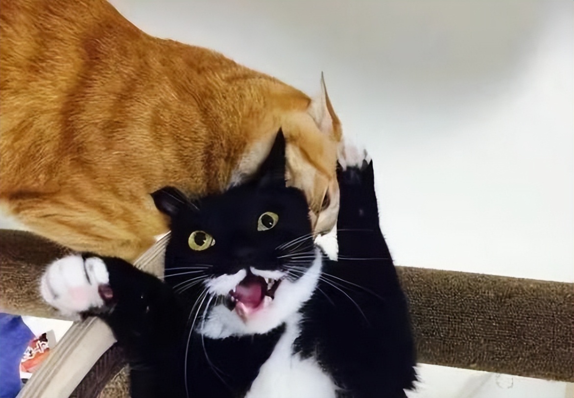 奶牛猫算不算是中华田园猫,中华田园奶牛猫宠物