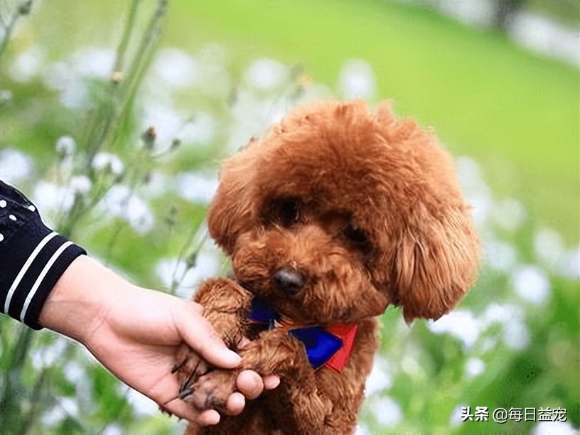 泰迪犬挑食怎么办?铲屎官这样做,效果极好