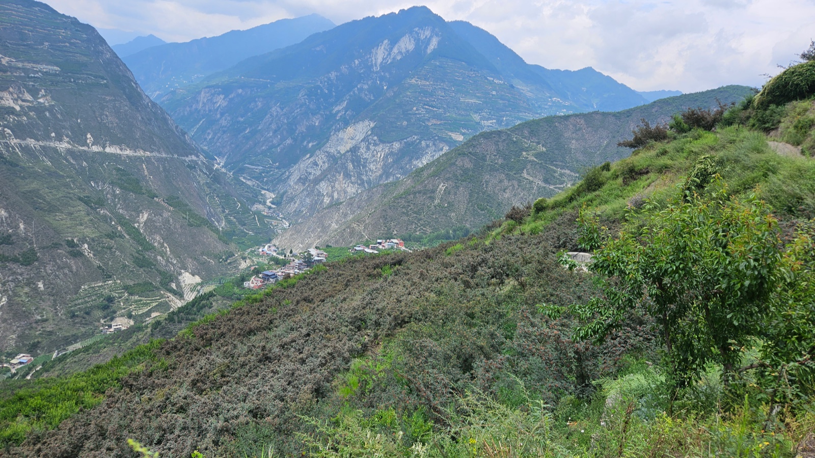 花椒丰收季节是几月,老家花椒丰收季