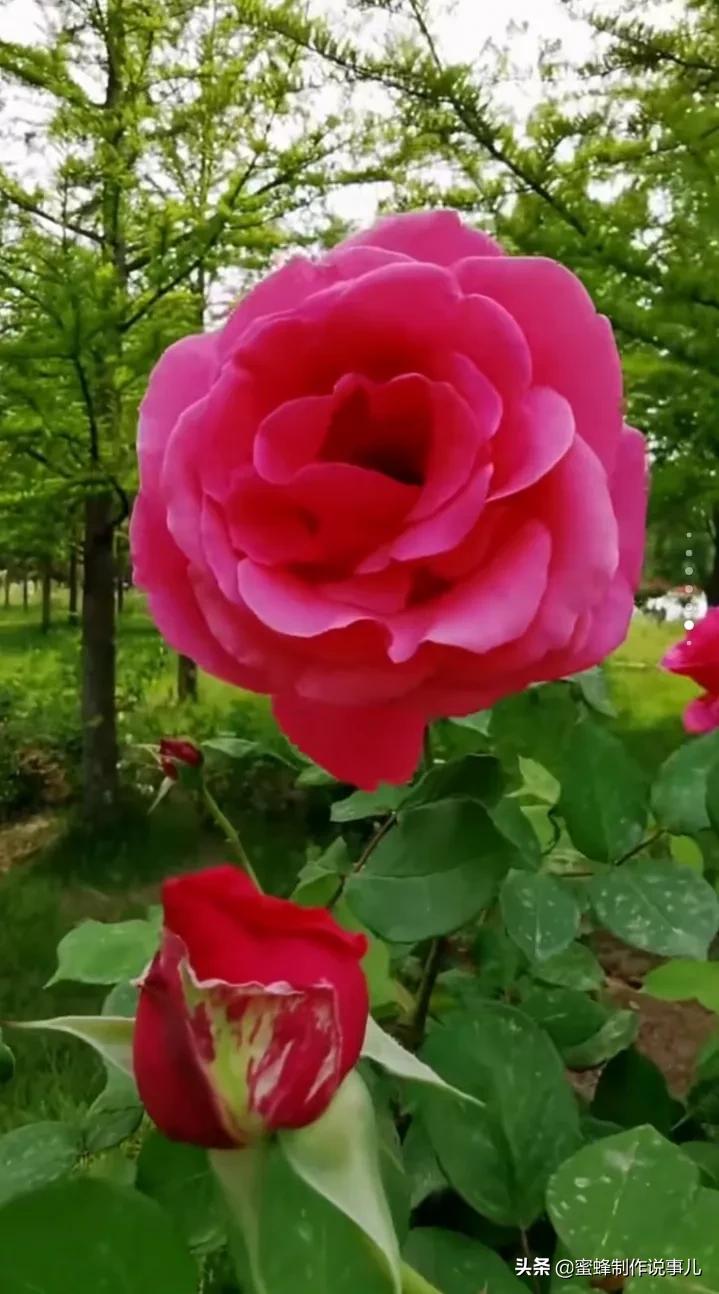 鸟语花香百花争艳让人陶醉,宁静祥和鸟语花香