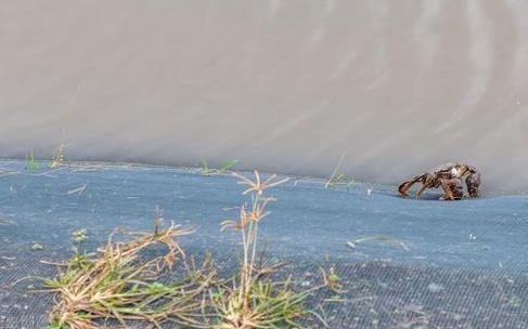 男子养殖螃蟹,男子养4个龙虾致富