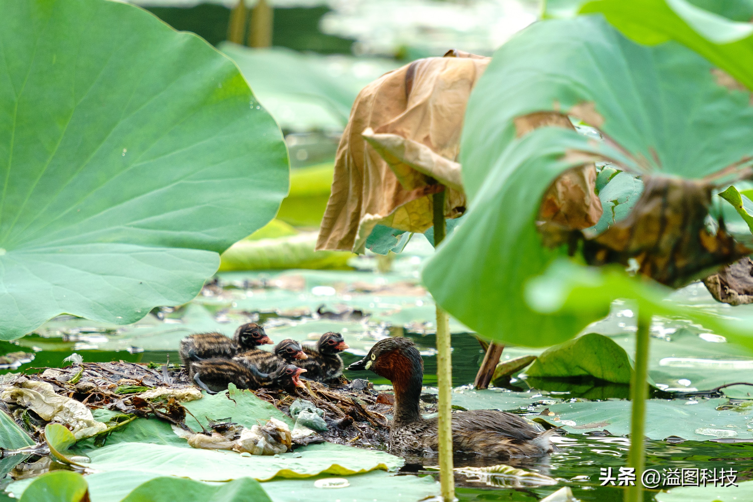 适马150-600s版和60-600的区别,适马150-600s和60-600s对比