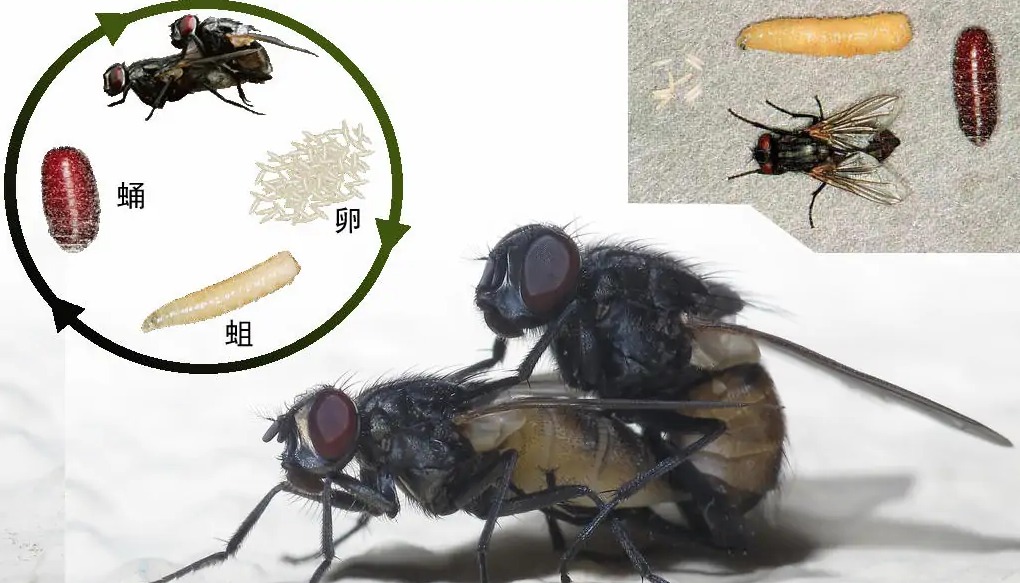 连云港苍蝇种类,苍蝇种类像蚊子