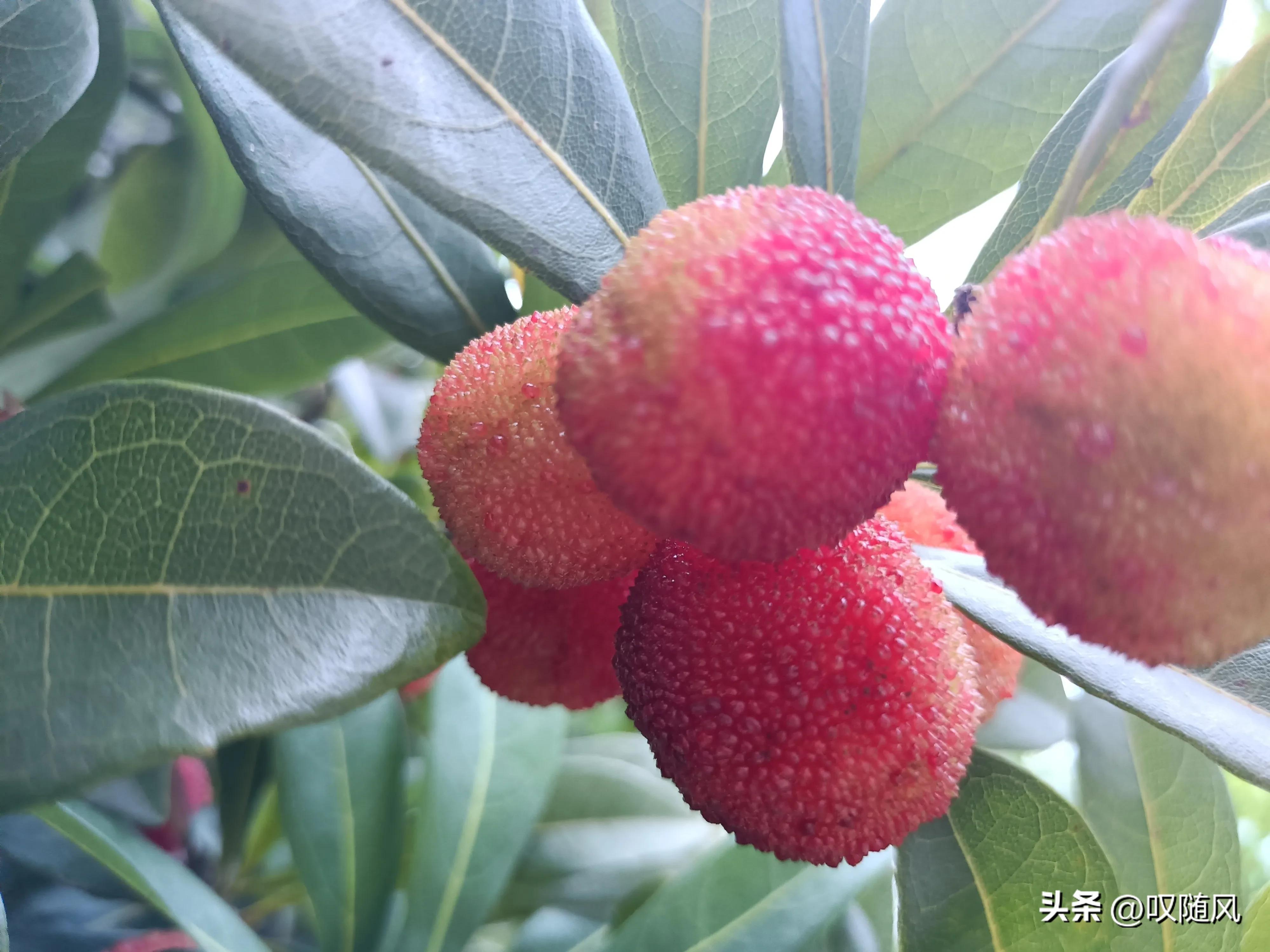 吃出好心情食物,五种水果吃出好心情