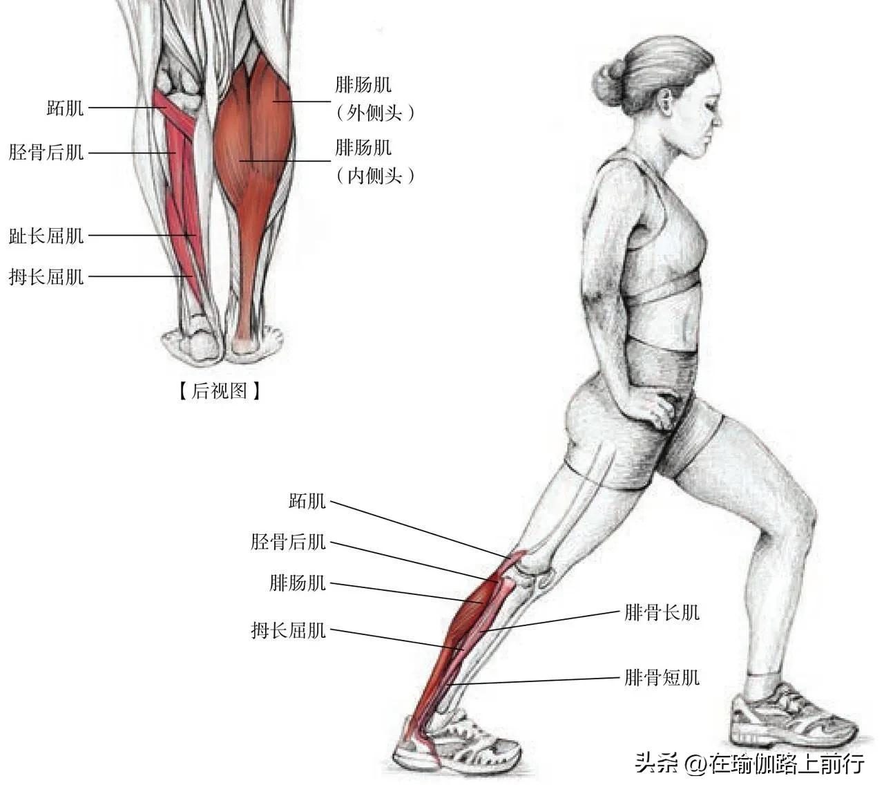 拉伸小腿肌肉真的能瘦小腿吗,拉伸小腿肌肉有灼热刺痛感