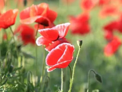 花园里的花种类,花种类大全百科全书