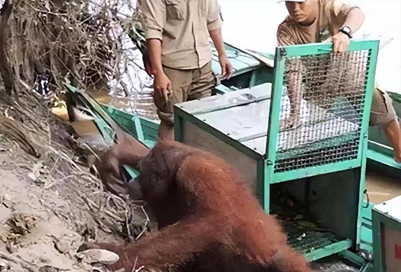 红毛猩猩被囚禁六年现状,红毛猩猩被囚禁六年