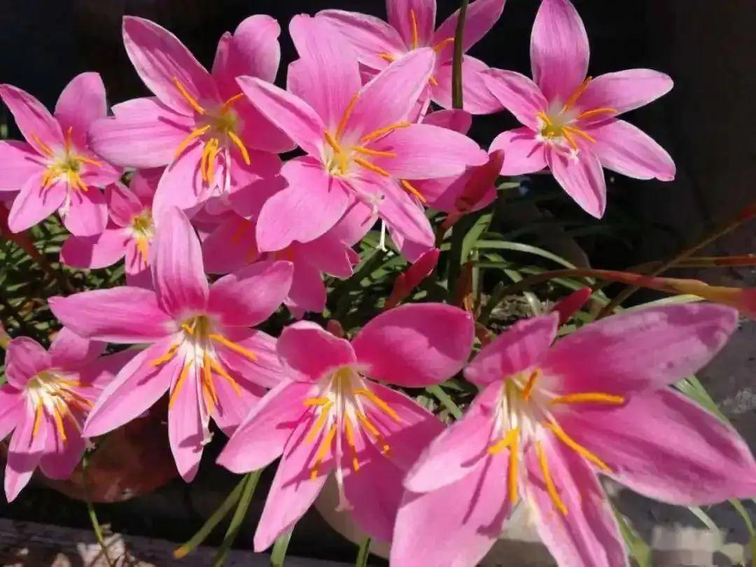 十种养不死的室内花,十种不容易生虫的花