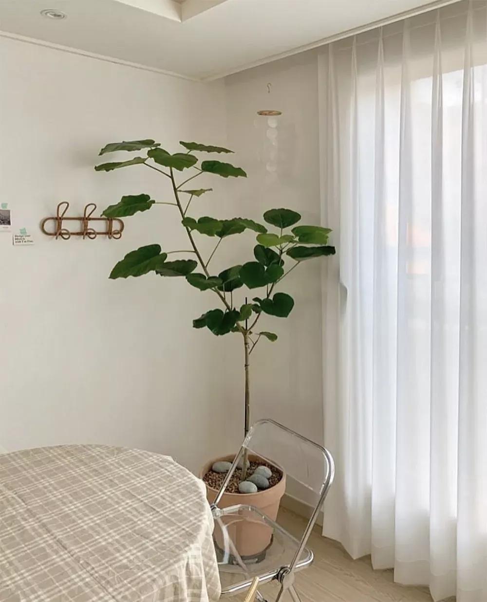 客厅实用盆栽植物有哪些,客厅一般放什么植物盆栽比较好