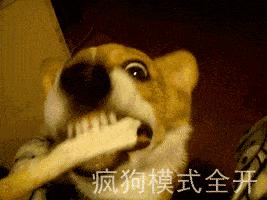 狗狗患上狂犬病的六种表现,狗狗出现什么症状说明是狂犬病