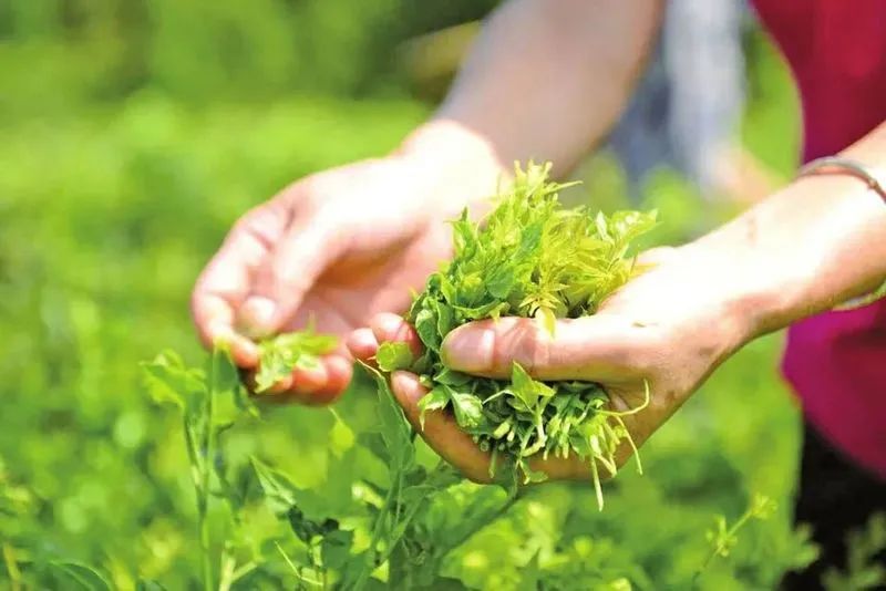 湖北名茶排行榜前十名有哪些茶叶,湖北名优茶哪里好