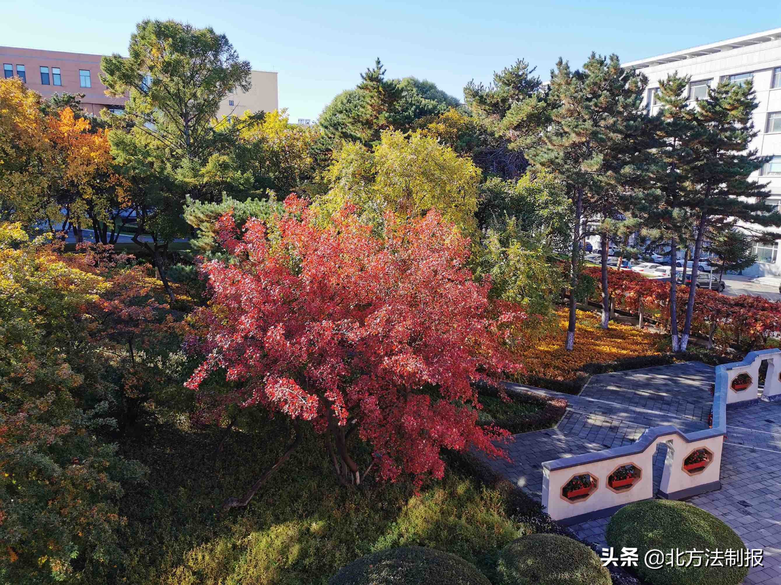 中科院长春应化所王大鹏,中科院长春应化所黄埔材料研究院