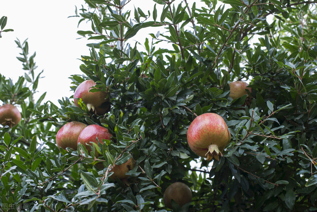 春季石榴怎么修芽,石榴种植技术和管理方法资料