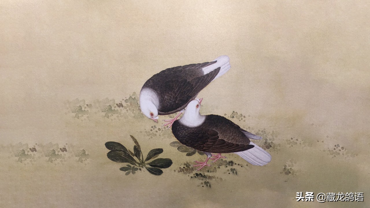 都门豢鸽记之—论鸽子的优劣