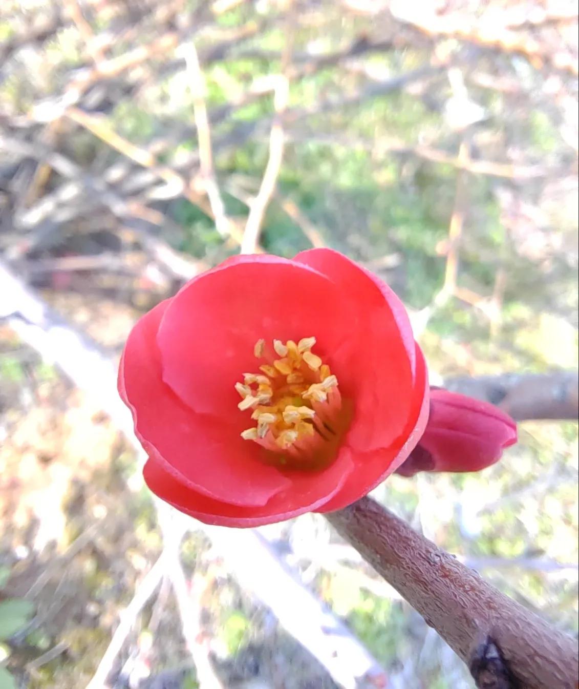强大的中国足球,中国足球事实