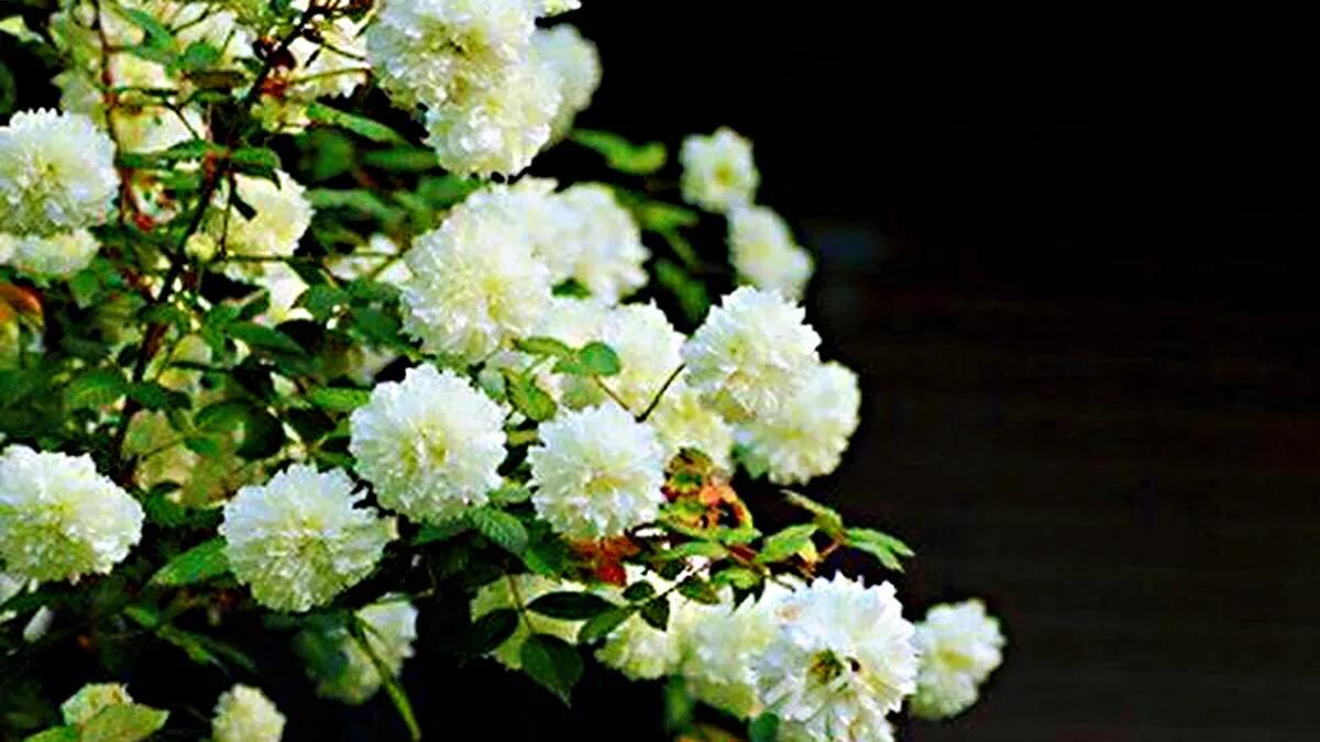 荼蘼花观赏特性,荼蘼花红色重瓣