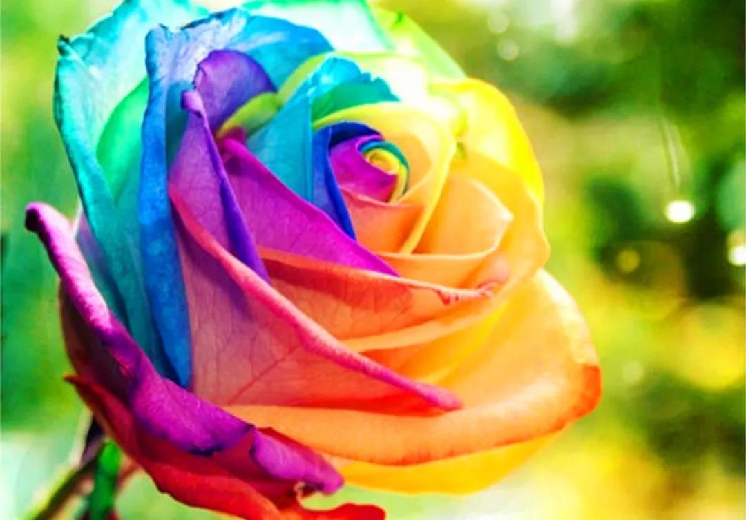 什么是“颜色情人”||今天才明白。色盲人请远离，避免迷惑双眼！