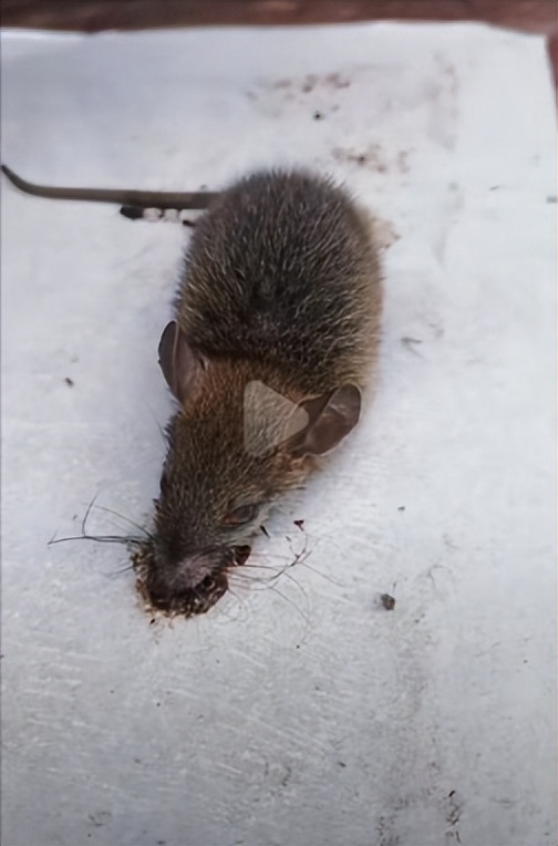 璐靛窞鍚冩磱杈ｅ瓙鐨勫皬浼欏瓙,璐靛窞鍚冩磱杈ｅ瓙灏忓摜