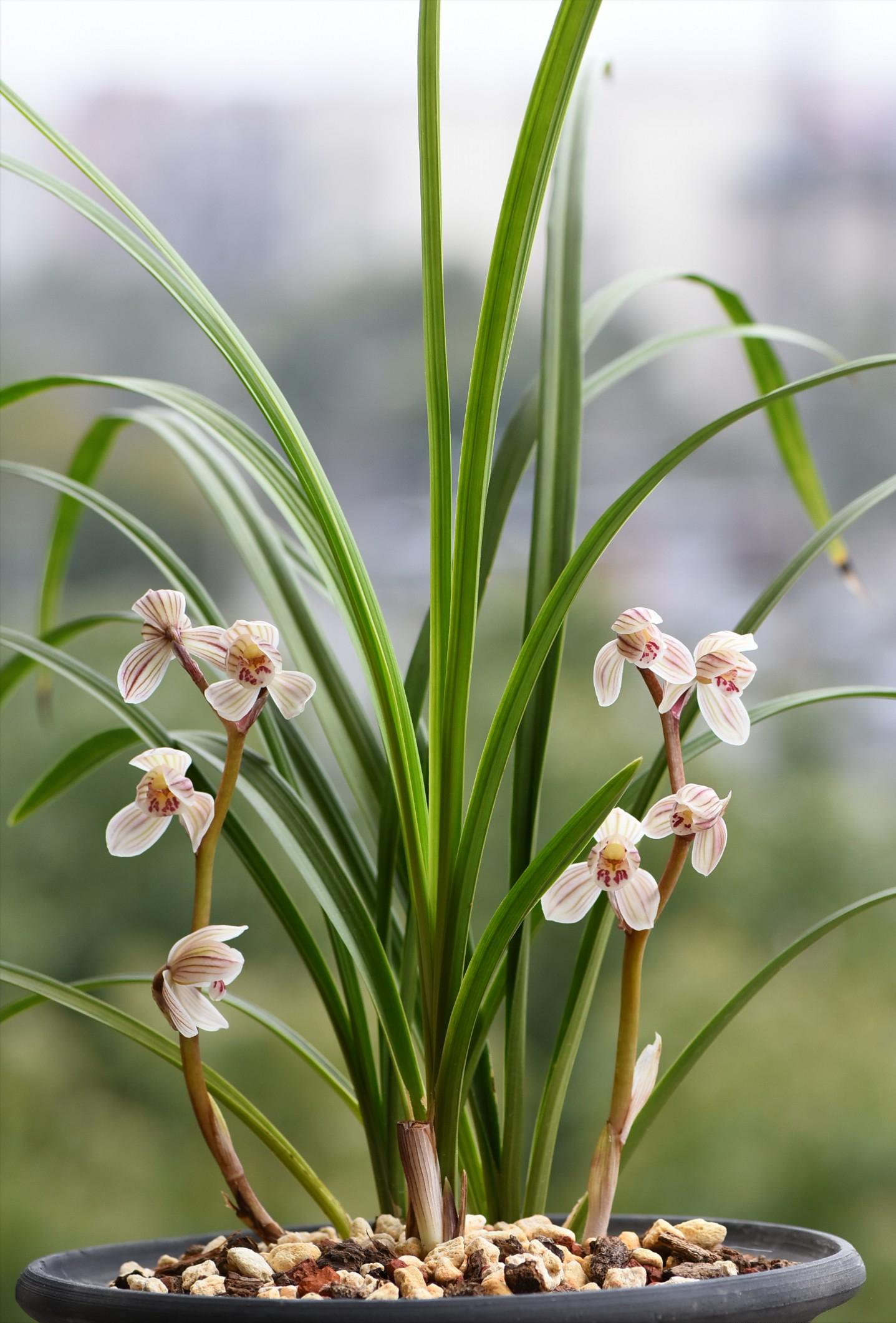 开花最香的传统兰花品种,兰花既花大又花香的品种