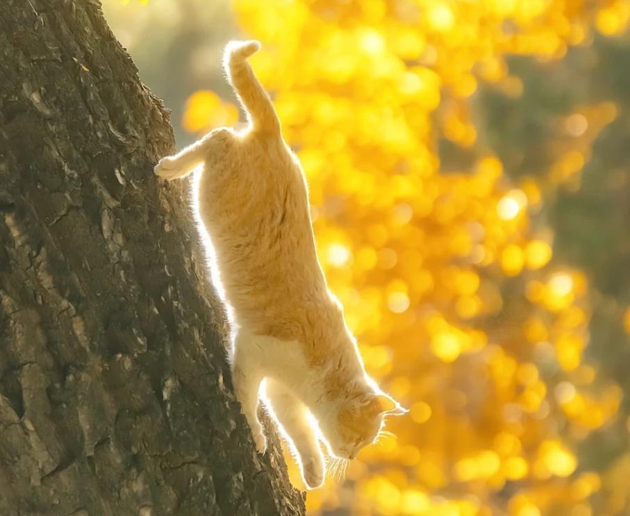 猫咪生骨肉冻干尽量选什么肉好,猫咪生骨肉主食冻干幼猫粮怎么吃