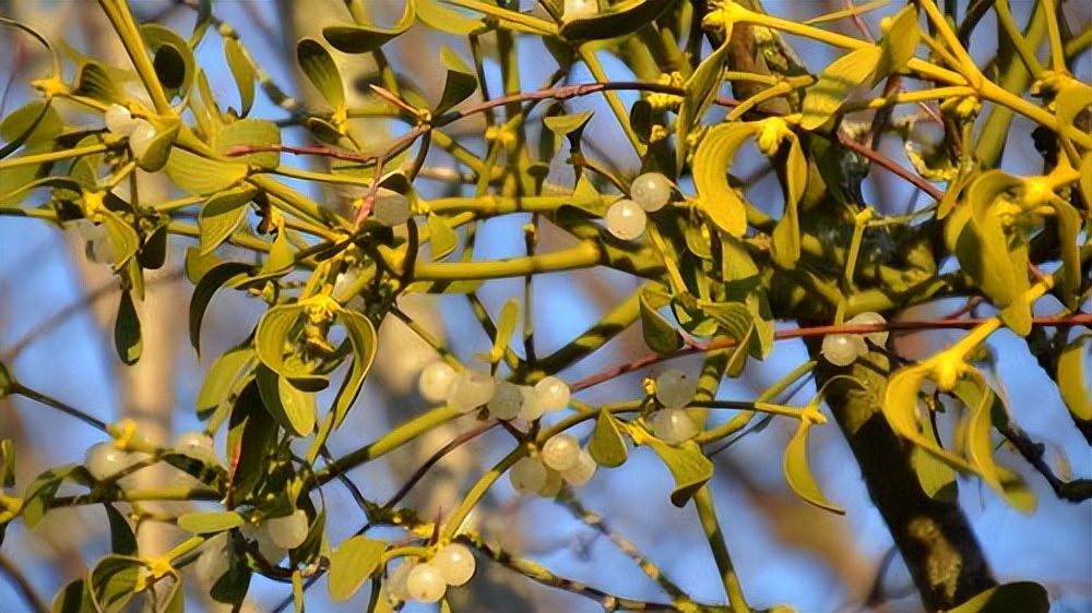 槲寄生树下接吻哈利波特,槲寄生哈利波特