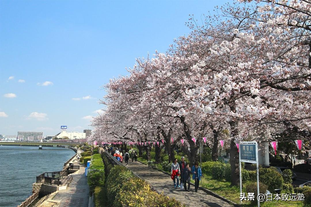 日本樱花季赏樱攻略,2020年日本樱花季赏樱攻略出炉